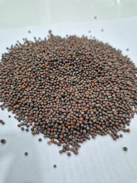 Black Mustard Seeds Bulk Wholesale - Premium Quality