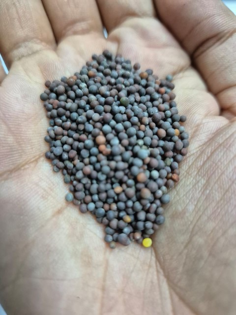 Black Mustard Seeds Bulk Wholesale - Premium Quality