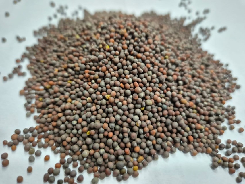 Black Mustard Seeds Bulk Wholesale - Premium Quality