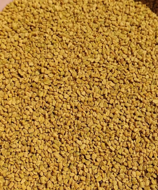 Fenugreek Seeds - Methi: Premium Quality Seeds For Culinary And Health Benefits