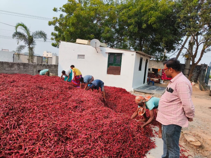 Red Chilli - Premium Quality, Wholesale Rate, Supplier