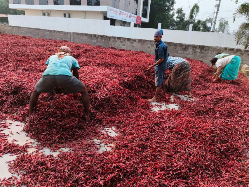 Red Chilli - Premium Quality, Wholesale Rate, Supplier