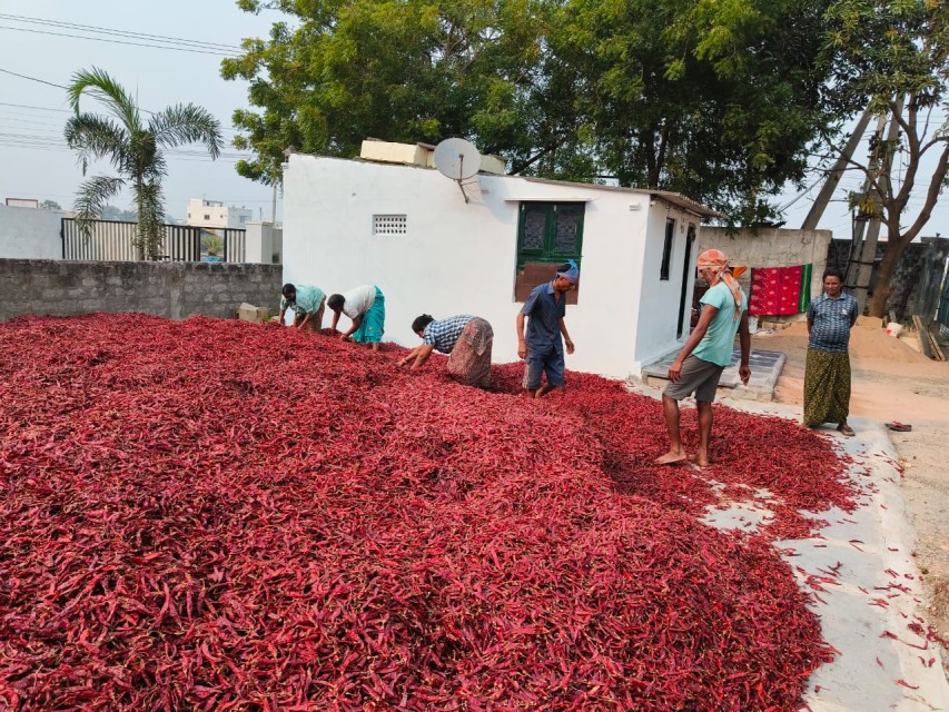 Red Chilli Powder 100% Bright Red at Teja & Guntur Grade