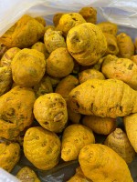 Turmeric Bold – Double Polished, Golden Yellow, Bulk Supplier from India