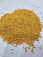 Yellow Mustard Seeds - Wholesale Rate, Food Grade