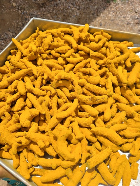 Turmeric Finger - Organic Golden Yellow, Wholesale Rate