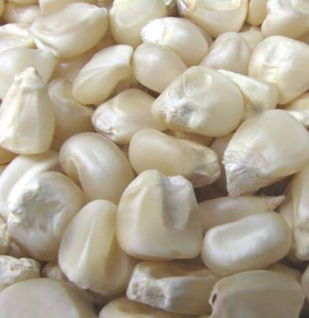 White and Yellow Corn - Wholesale Supplier, High Quality, Best Rates