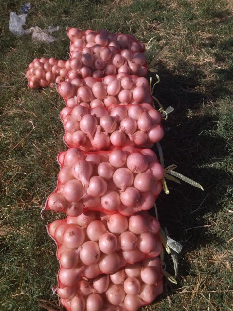 White Onion Bulk Supply - Export Quality, Wholesale Rate