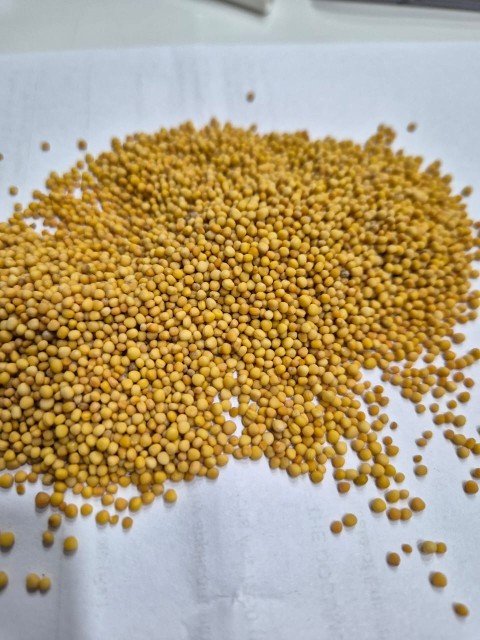 Yellow Mustard Seeds - Wholesale Rate, Food Grade