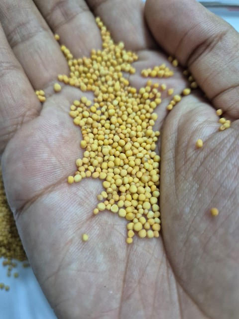 Yellow Mustard Seeds - Wholesale Rate, Food Grade