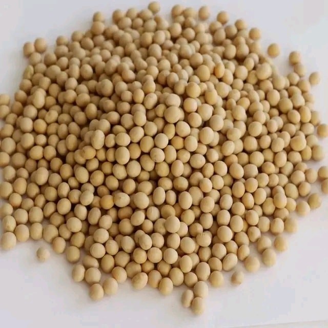 GMO and Non GMO Soyabean/Soybean Wholesale Price