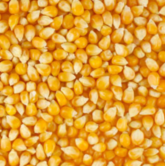 Maize (Corn) Wholesale Price, High Quality, Bulk Supplier