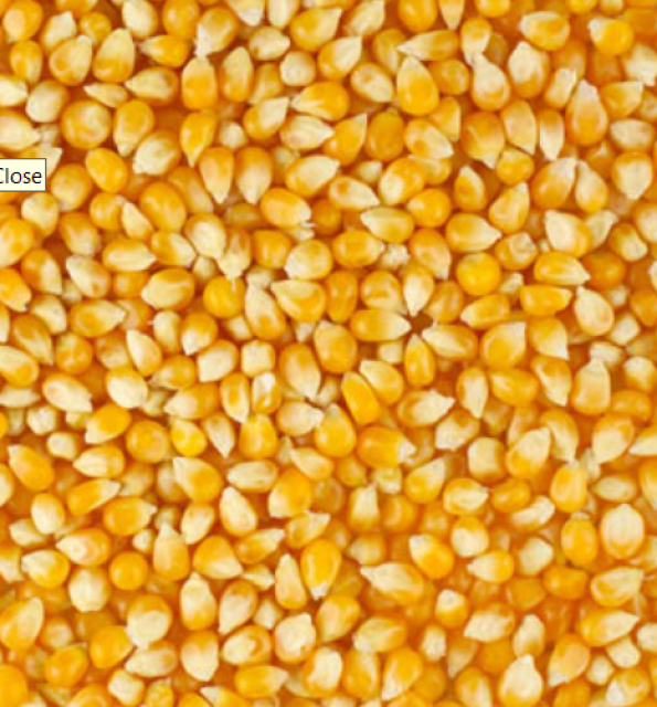 Maize (Corn) Wholesale Price, High Quality, Bulk Supplier