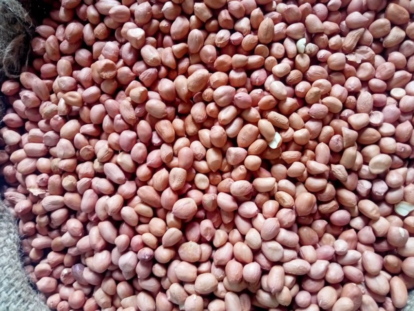 Peanuts/Groundnuts 80/90 Size - Wholesale Supplier from India for Best Price & Bulk Order