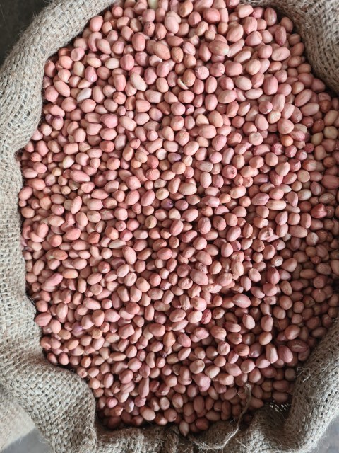 Peanuts/Groundnuts 80/90 Size - Wholesale Supplier from India for Best Price & Bulk Order