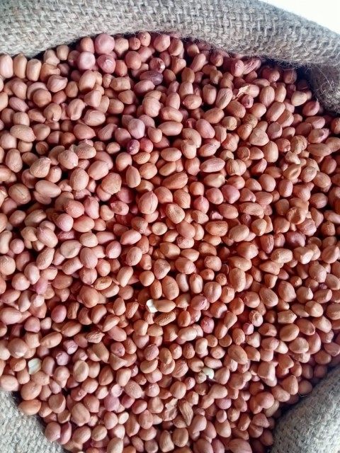 Peanuts/Groundnuts 80/90 Size - Wholesale Supplier from India for Best Price & Bulk Order