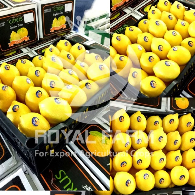 Fresh Egyptian Acidic Lemon – Wholesale Supplier, Best Price from Egypt