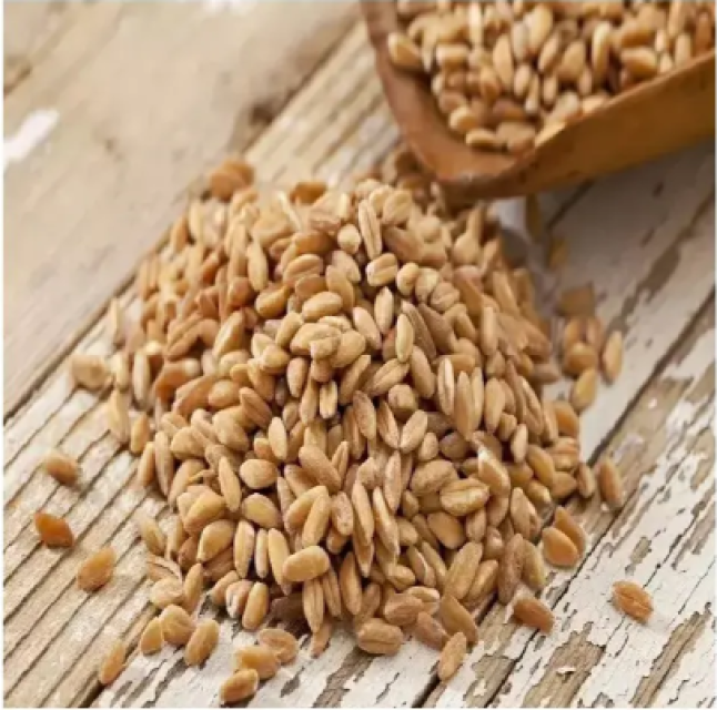 Animal Feed Barley Grains Bulk Supplier, Competitive Pricing & Direct Supply