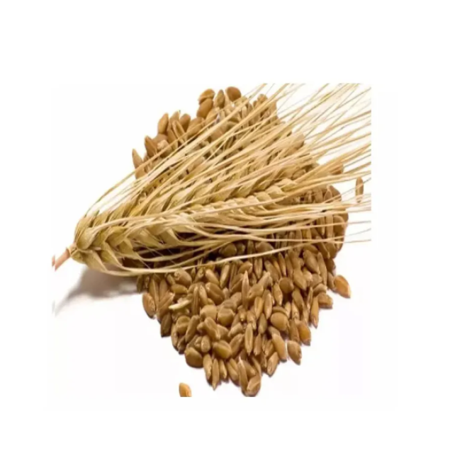 Animal Feed Barley Grains Bulk Supplier, Competitive Pricing & Direct Supply