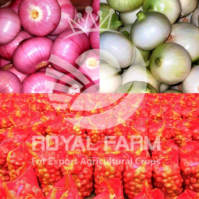 Golden Onion - Bulk Supply & Competitive Pricing for Fresh Egyptian Onions