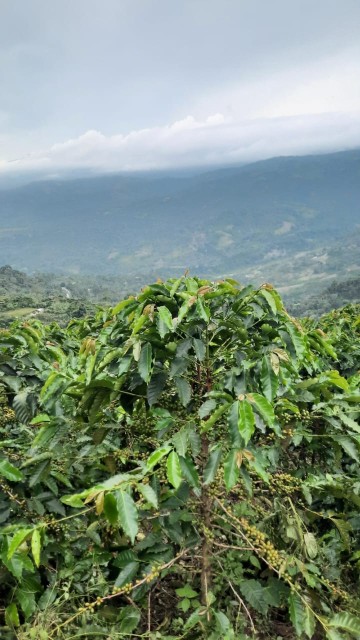 Green Coffee Beans from Venezuela for Bulk Orders and Deals