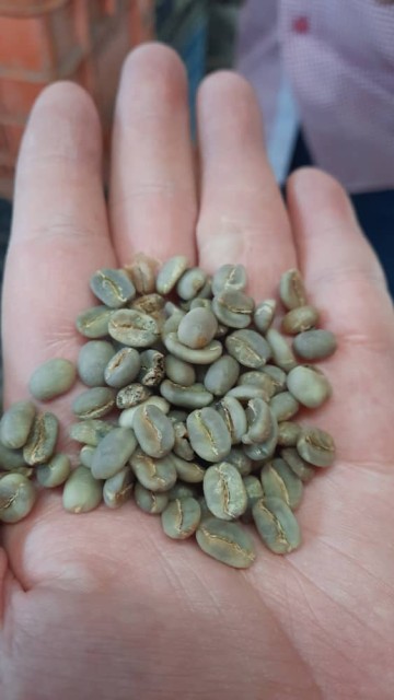 Green Coffee Beans from Venezuela for Bulk Orders and Deals