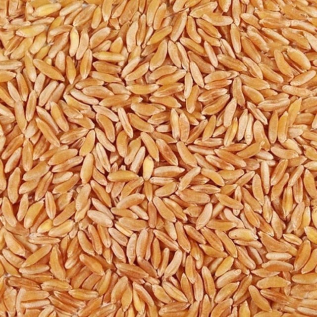 Kamut Grains - Khorasan Wheat from South Africa at Wholesale Rate