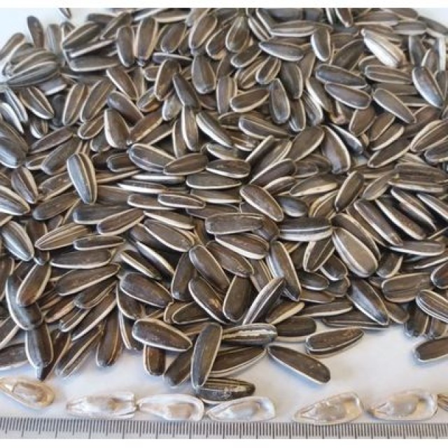 Sunflower Seeds 601/363 Supplier for Oil Production at Competitive Rates