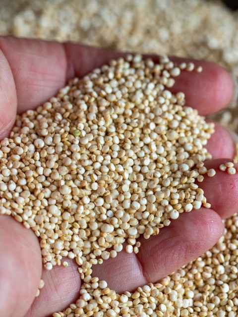 Organic Quinoa - Nutritious Quinoa Grains from Bulk Supplier