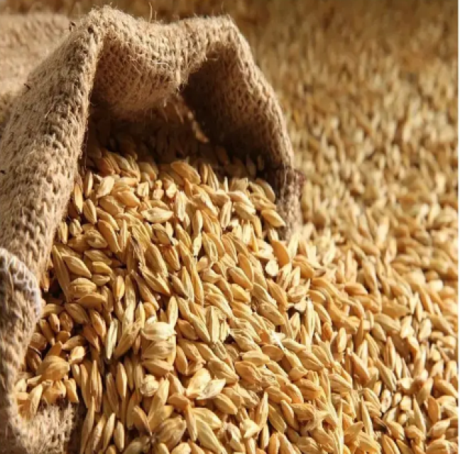 Quality Barley Grains Bulk Supplier at Competitive Pricing, Model 5, Organic