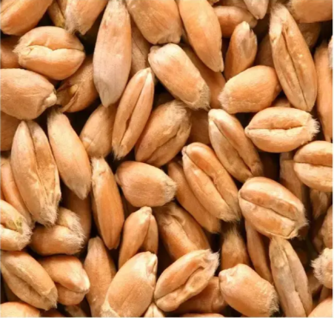 Quality Barley Grains Bulk Supplier at Competitive Pricing, Model 5, Organic