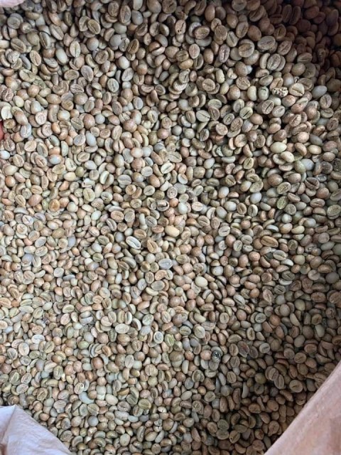 Robusta Coffee Wet Polished GR1 - Bold Flavor and High Caffeine, New Crop