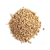 Animal Feed Barley Grains Bulk Supplier for Trade Orders