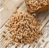 Animal Feed Barley Grains Bulk Supplier, Competitive Pricing & Direct Supply