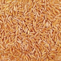 Kamut Grains - Khorasan Wheat from South Africa at Wholesale Rate