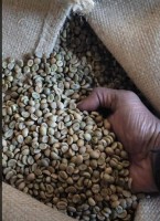 Robusta Coffee Wet Polished GR1 - Bold Flavor and High Caffeine, New Crop