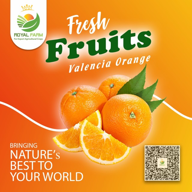 Valencia Orange - Fresh Egyptian Citrus for Bulk Supply at Competitive Pricing