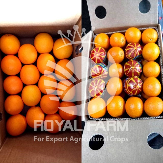 Valencia Orange - Fresh Egyptian Citrus for Bulk Supply at Competitive Pricing