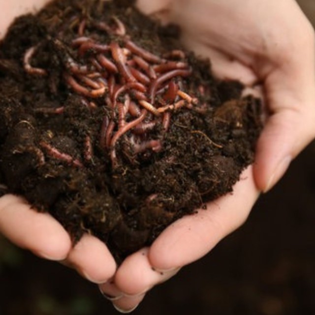 Vermicompost Fertilizer - Organic, Nutrient-Rich Soil Enhancer