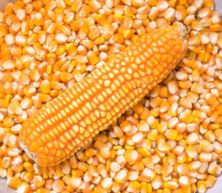 Yellow/White Maize (Corn) - High-Quality Supply with 14.5% Moisture Max