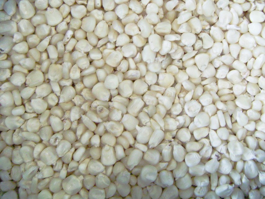 Yellow/White Maize (Corn) - High-Quality Supply with 14.5% Moisture Max