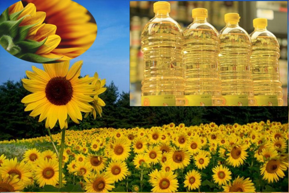 Sunflower Oil, Olive Oil & Vegetable Oil – Bulk Wholesale Supplier from France