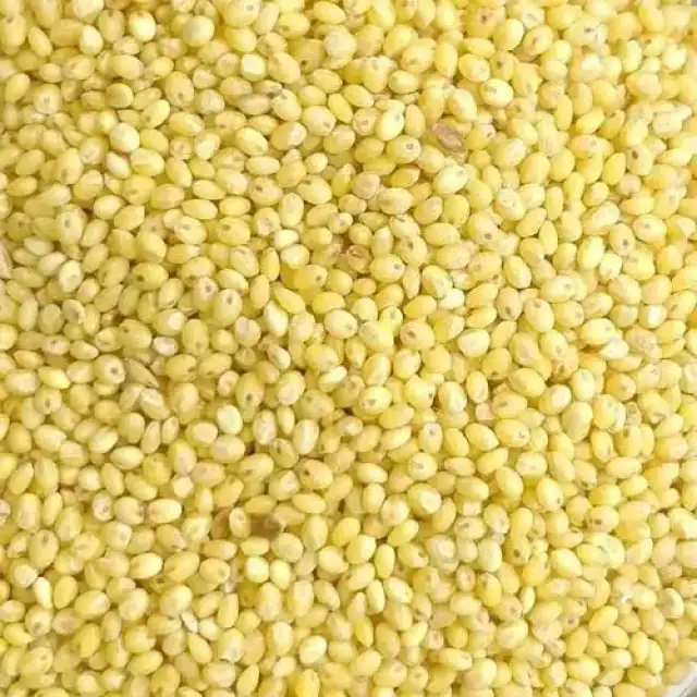 Millet Grains – Healthy, Gluten-Free, Non-GMO – Best Price Available