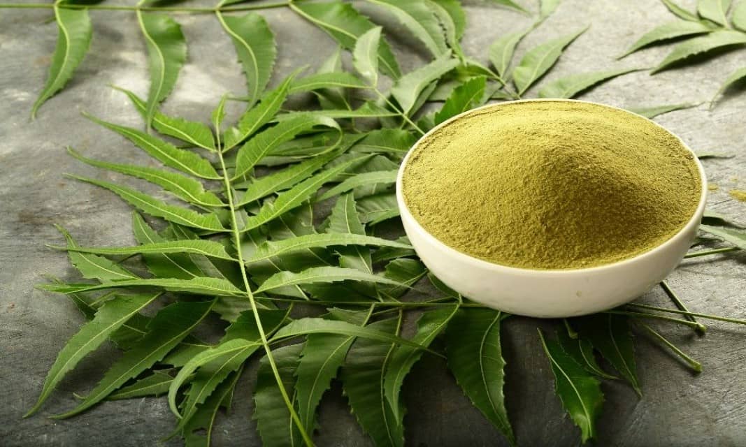 Neem Powder/Leaves for Skin Care, Immunity, and More