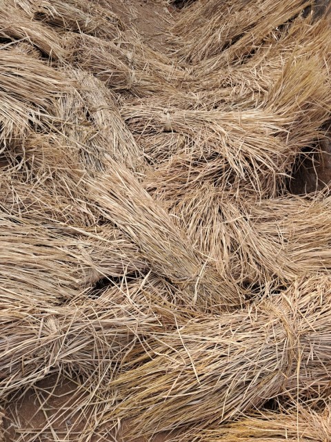 Paddy Straw Brown for Animal Feed, Mulching, Mushroom Cultivation