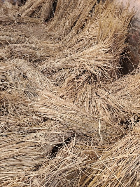 Paddy Straw Brown for Animal Feed, Mulching, Mushroom Cultivation