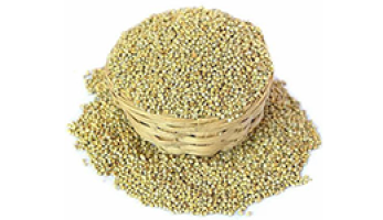 Millet Grains – Healthy, Gluten-Free, Non-GMO – Best Price Available