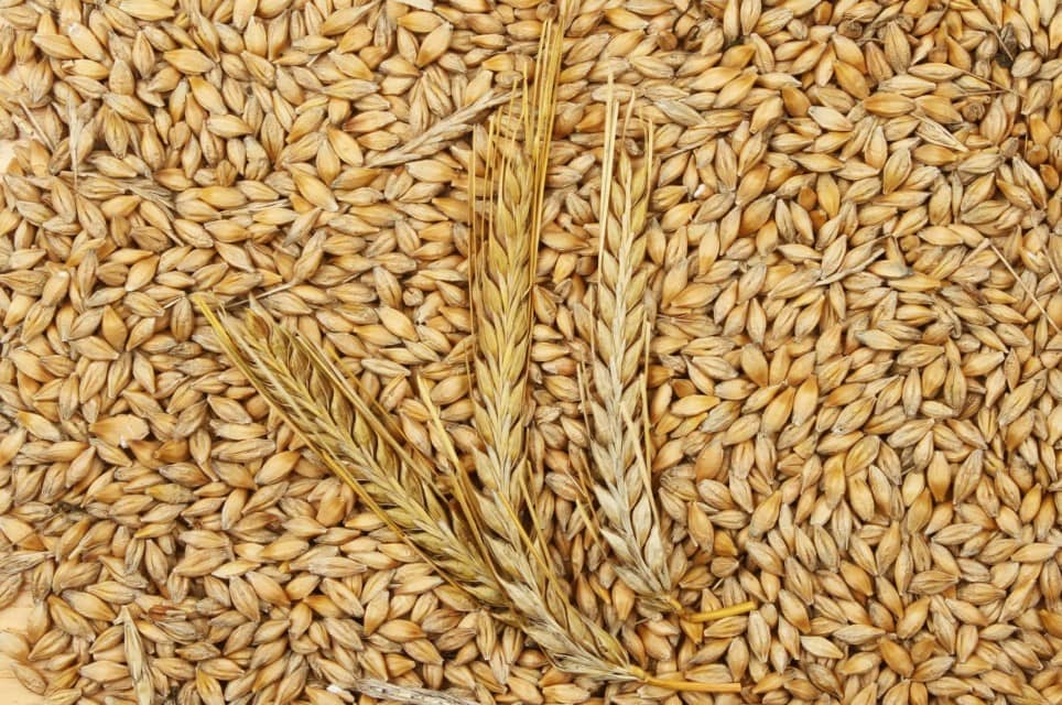 Wheat Grain Class 3, 4, and 5 for Bulk Supply and Wholesale Rates