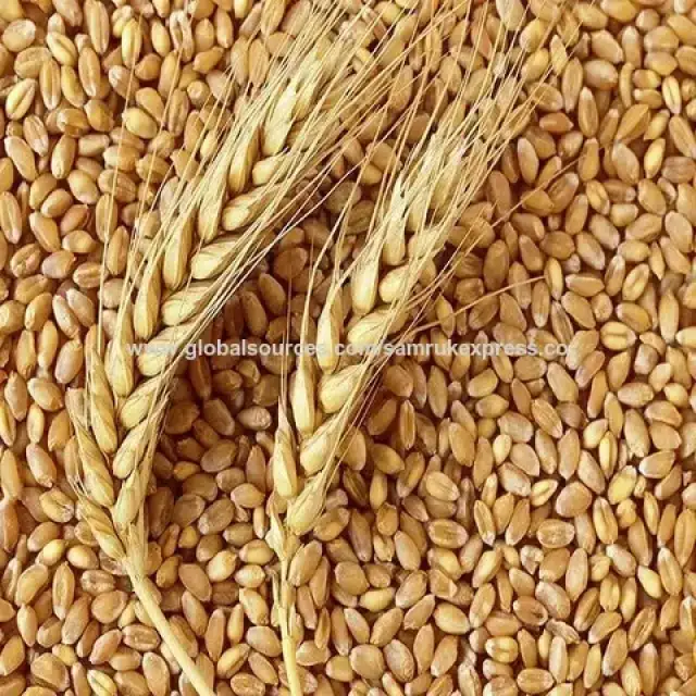 Wheat Grain Class 3, 4, and 5 for Bulk Supply and Wholesale Rates