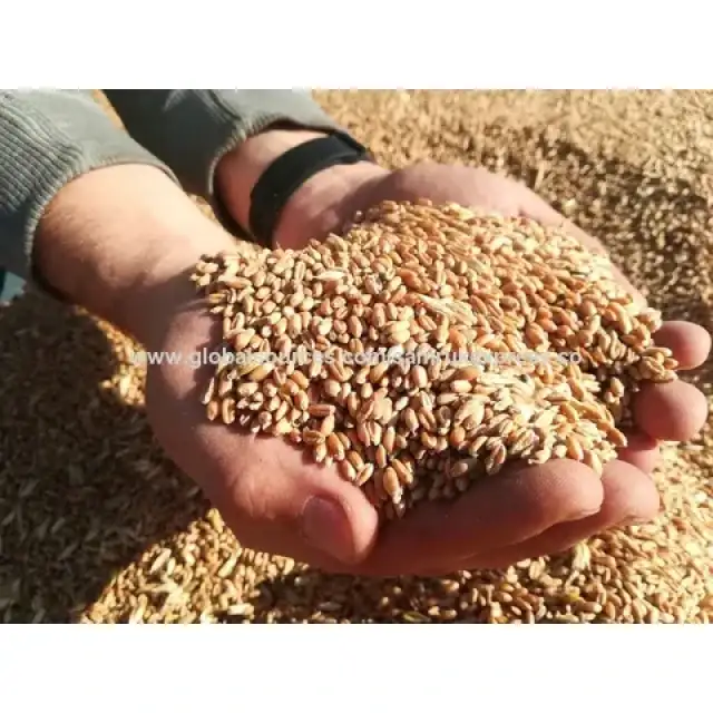 Wheat Grain Class 3, 4, and 5 for Bulk Supply and Wholesale Rates